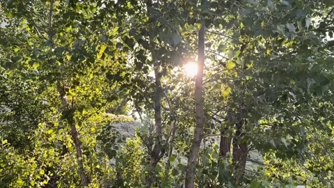 Nature background in slow motion with sunset and trees with wind in the summer Stock Footage 197183798