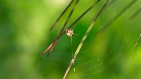 Nature background. Spider bites the web, close up Stock Footage 88452299