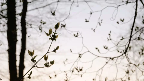 Nature background. Spring deciduous forest at sunset. Slow motion. HD Stock Footage 92670623