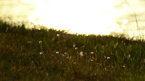 Nature background with spring flowers and sunset reflected on river waters Stock Footage 38206456