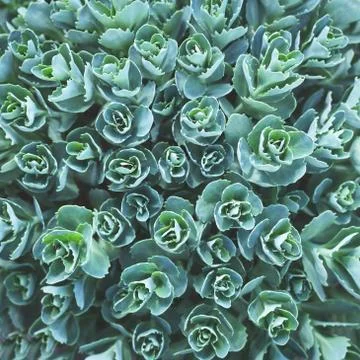 Nature background with succulent. Stock Photos