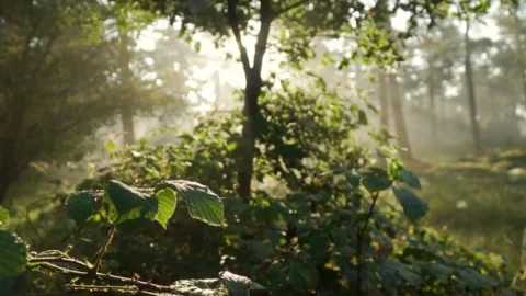 Nature background. Sun flare. Beautiful spring Sun shine through the birch tree Stock Footage 274513596