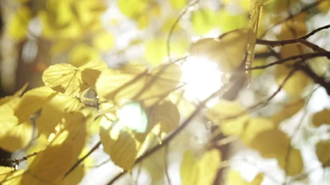 Nature background with sun light throw yellow foliage leaves autumn park Stock Footage 114623201