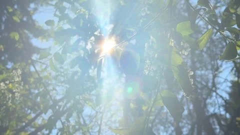 Nature Background with Sun Rays Through Swaying Tree Branches in Spring Sky Stock Footage 334678562