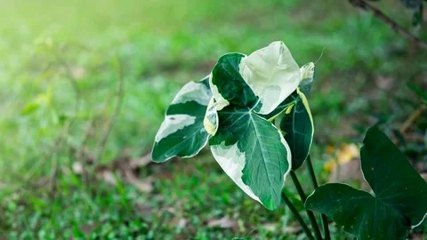 Nature background. Sun shine through the blowing on wind tree green leaves. B Video stock 82395965