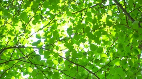 Nature background. Sun shine through blowing on wind tree green leaves. Blurred Stock Footage 99876074