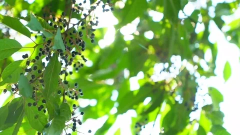 Nature background. Sun shine through blowing on wind tree green leaves. Blurred Stock Footage 99891663