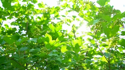 Nature background. Sun shine through blowing on wind tree green leaves. Blurred Stock Footage 99891700