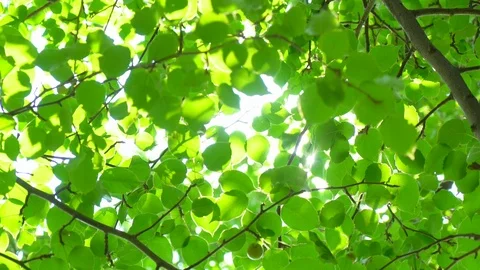 Nature background. Sun shine through blowing on wind tree green leaves. Blurred Stock Footage 99891792