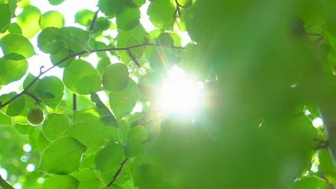 Nature background. Sun shine through blowing on wind tree green leaves. Blurred Stock Footage 99892236