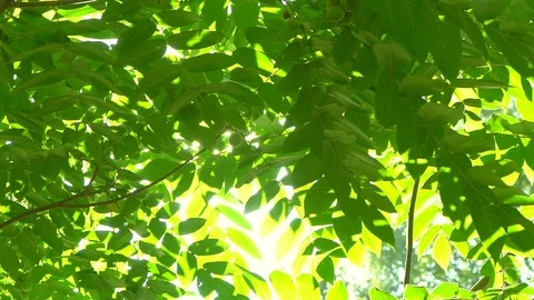 Nature background. Sun shine through blowing on wind tree green leaves. Blurred Stock Footage 99897749
