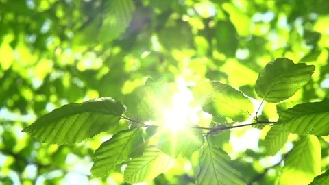 Nature background. Sun shining through the blowing on wind tree green leaves Stock Footage