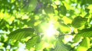 Nature Background. Sun Shining Through The Blowing On Wind Tree Green Leaves Stock Footage
