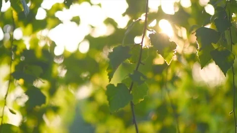Nature background. Sun shining through the birch tree green leaves Stock-Footage 114709321