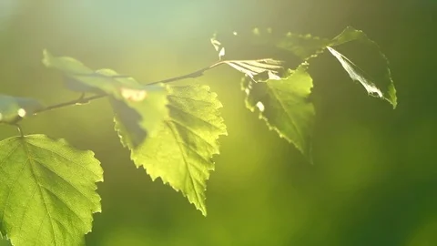 Nature background. Sun shining through the birch tree green leaves Stock Footage 115021979