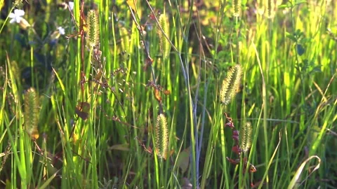 Nature Background. Sun Shining Through The Blowing On Wind  Green Grass 스톡 동영상 125484001