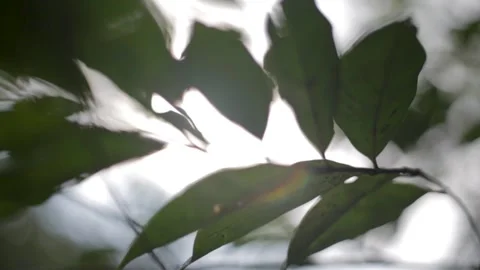 Nature Background. Sun Shining Through The Blowing On Wind Tree Green Leaves Stock Footage 147722496