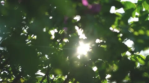 Nature Background. Sun Shining Through The Blowing On Wind Tree Green Leaves Stock Footage 201248453