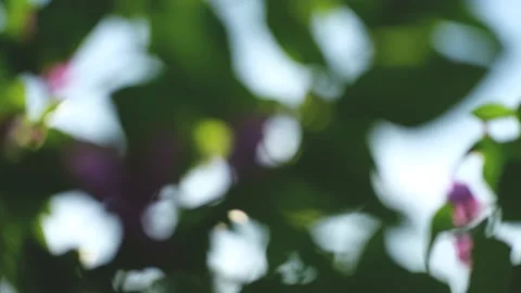 Nature Background. Sun Shining Through The Blowing On Wind Tree Green Leaves Stock Footage 201248456