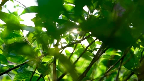 Nature Background. Sun Shining Through The Blowing On Wind Tree Green Leaves Stock Footage 201248459