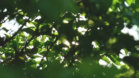 Nature Background. Sun Shining Through The Blowing On Wind Tree Green Leaves Stock Footage 201248464