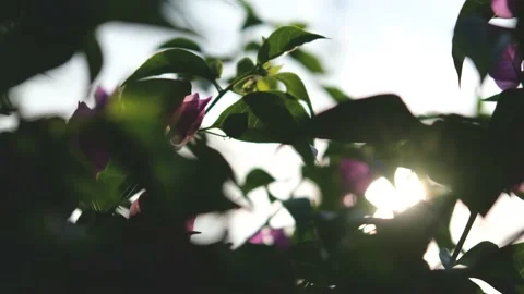 Nature Background. Sun Shining Through The Blowing On Wind Tree Green Leaves Stock Footage 201248479