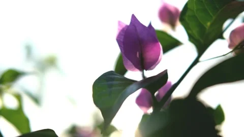 Nature Background. Sun Shining Through The Blowing On Wind Tree Green Leaves Stock Footage 201248496