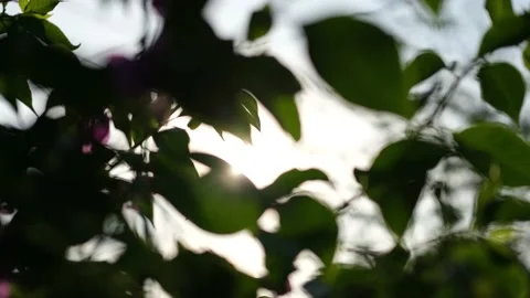 Nature Background. Sun Shining Through The Blowing On Wind Tree Green Leaves Stock Footage 201248508