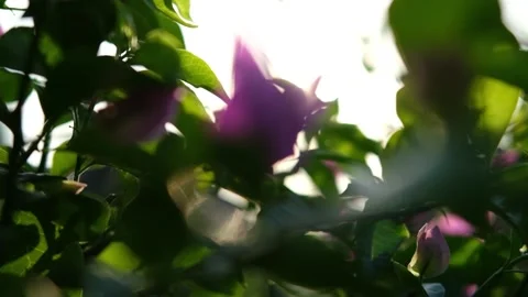 Nature Background. Sun Shining Through The Blowing On Wind Tree Green Leaves Stock Footage 201248517