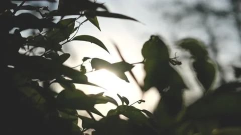 Nature Background. Sun Shining Through The Blowing On Wind Tree Green Leaves Stock Footage 201248532