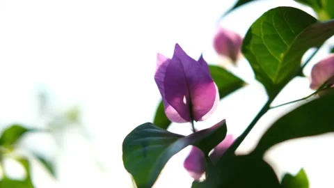 Nature Background. Sun Shining Through The Blowing On Wind Tree Green Leaves Stock Footage 201248539