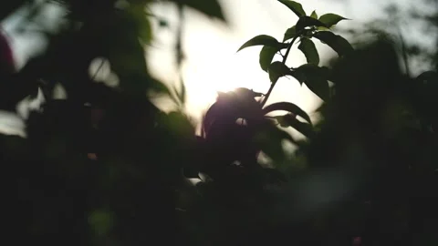 Nature Background. Sun Shining Through The Blowing On Wind Tree Green Leaves 스톡 동영상 201248564