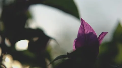 Nature Background. Sun Shining Through The Blowing On Wind Tree Green Leaves Stock Footage 201248611
