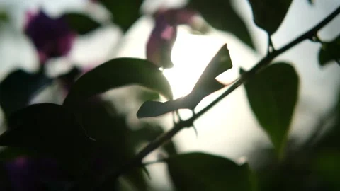 Nature Background. Sun Shining Through The Blowing On Wind Tree Green Leaves Stock Footage 201248632