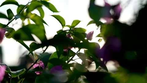 Nature Background. Sun Shining Through The Blowing On Wind Tree Green Leaves Stock Footage 201248643