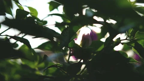 Nature Background. Sun Shining Through The Blowing On Wind Tree Green Leaves Stock Footage 201248650