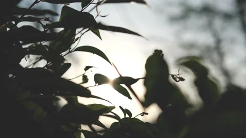 Nature Background. Sun Shining Through The Blowing On Wind Tree Green Leaves Stock Footage 201248675