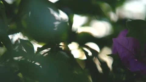 Nature Background. Sun Shining Through The Blowing On Wind Tree Green Leaves Stock Footage 201248691