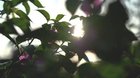 Nature Background. Sun Shining Through The Blowing On Wind Tree Green Leaves Stock Footage 201248706
