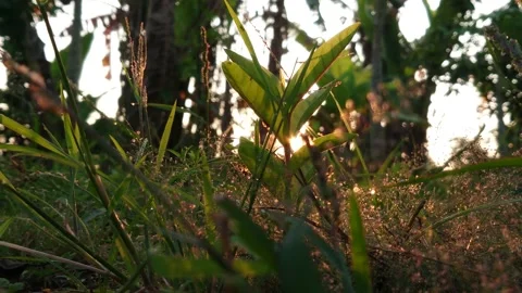 Nature Background. Sun Shining Through The Grass at The Morning Video stock 208935844