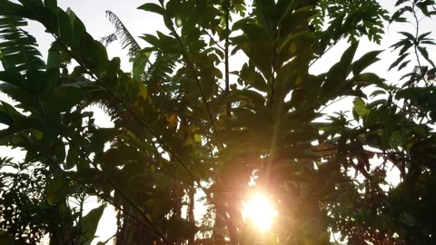 Nature Background. Sun Shining Through Trees at The Morning Video stock 208937670