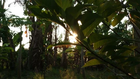 Nature Background. Sun Shining Through Trees at The Morning Video stock 208937858
