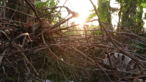 Nature Background. Sun Shining Through Branches at The Morning Video stock 208938125