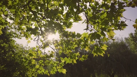 Nature background. Sunflare Stock Footage 119892401