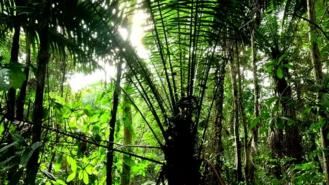 Nature background, sunlight is coming through the palm like leaves 库存影片 336911207