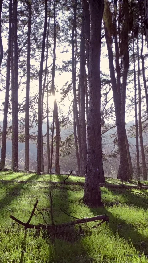 Nature background, sunny forest, vertical short video Stock Footage 283344840