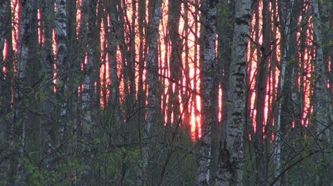 Nature background – sunset in spring forest Stock Footage 23258123