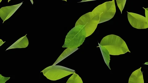 Nature background Swamp Foliage Forest Tree Spring Leaf Mint Leaves Realistic 3D Video stock 140095287