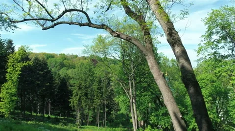 Nature Background, Through Forest Tracking Shot Vídeos de archivo 63209063