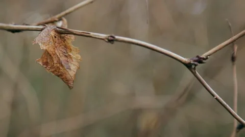 Nature Background for Title Video stock 47003594